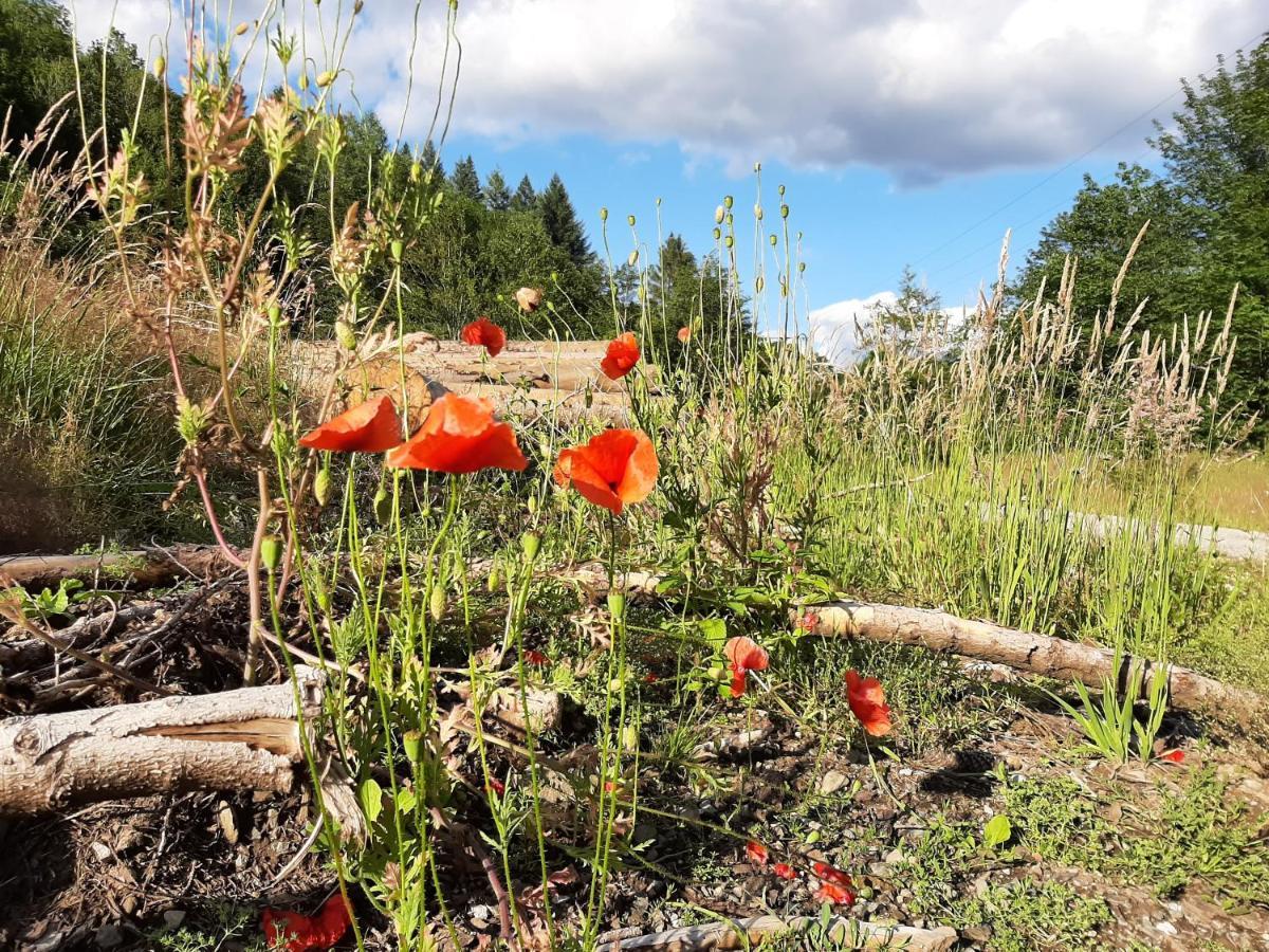 Harz Iris